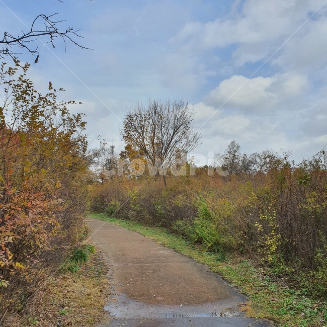 도로,흙길,tree,plant,가을,가을,계절,fall,autumn,season,자연,풍경,nature,landscape