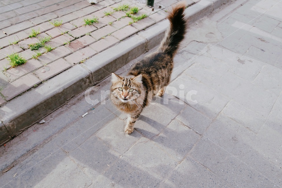 고양이,길고양이,동물,cat,반려동물,동물,animal,포유류,mammal,고양이,cat,kitten,kitty