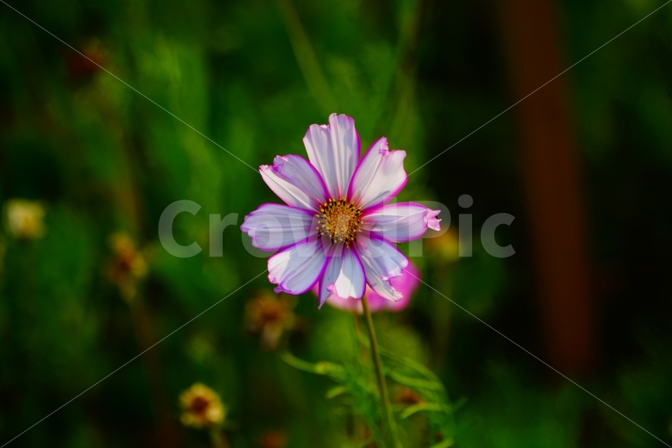 코스모스,꽃,자연,정물,매크로,식물,자연,plants,nature,꽃,flower