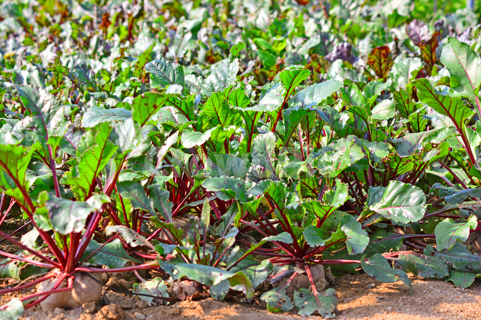 red radish,crops,vegetable,Texture,field crops,salad ingredients,red,daikon,Betaine,redradish,beat,Food Ingredients,ingredients,Agriculture,beet,dirt,cooking ingredients,food,health food,outdoor,root vegetables,outdoors,culture,plant,purple,Antioxidant fo