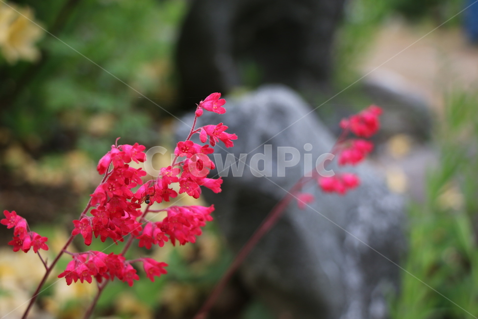 꽃,flower,붉은꽃,야생화,자연,산,plant,제라늄,geranium,식물,blossom,봄,봄꽃,핑크,식물,자연,plants,nature,꽃,flower