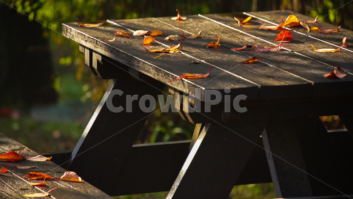 탁자,식탁,의자,야외,공원,낙엽,단풍,계절,가을,계절,fall,autumn,season