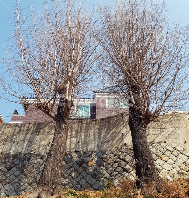 나무,쌍둥이,쌍둥이나무,앙상,앙상한가지,앙상한나무