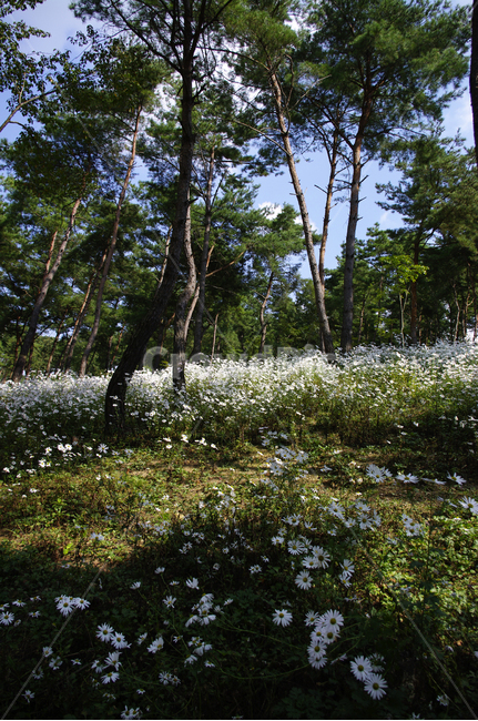 나무,숲,구절초,꽃,풍경,식물,flower,tree,plant,tree trunk,나무 줄기