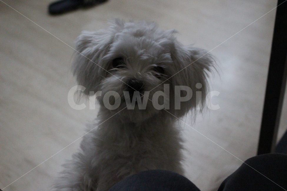 	개,강아지,동물,애완동물,반려동물,반려견,말티즈,흰둥이,동물,animal,개,강아지,dog,doggy,포유류,mammal