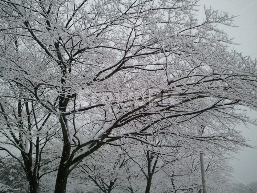 tree,나무,눈,겨울,winter,감성,Emotional,겨울,계절,winter,season,식물,자연,plants,nature,나무,trees,wood