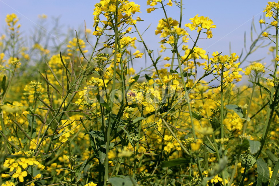 꽃,봄,하늘,오름,제주,봄,계절,spring,season,식물,자연,plants,nature,꽃,flower,field,들