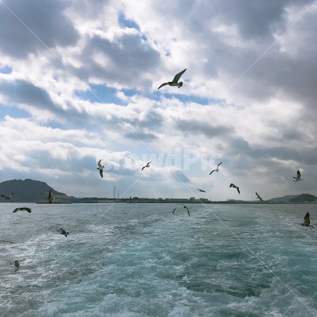 바다,푸른바다,갈매기,푸른하늘,갈매기들,잔잔한풍경,bluesea,bluesky,편안한,아늑한,잔잔한,사랑스러운,감성사진,감성,힐링사진,힐링,자연,풍경,nature,landscape,animal,동물,bird,새,leisure activities,레저 활동,adventure,모험