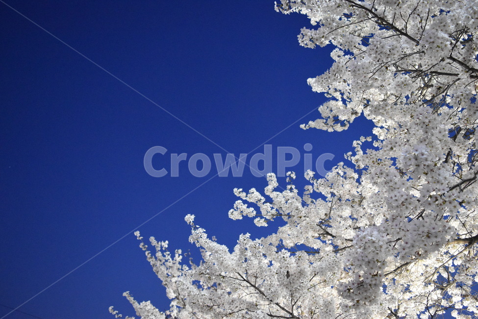 봄,계절,꽃,벚꽃,하늘,4월,봄,계절,spring,season,자연,풍경,nature,landscape,plant,식물,flower,blossom