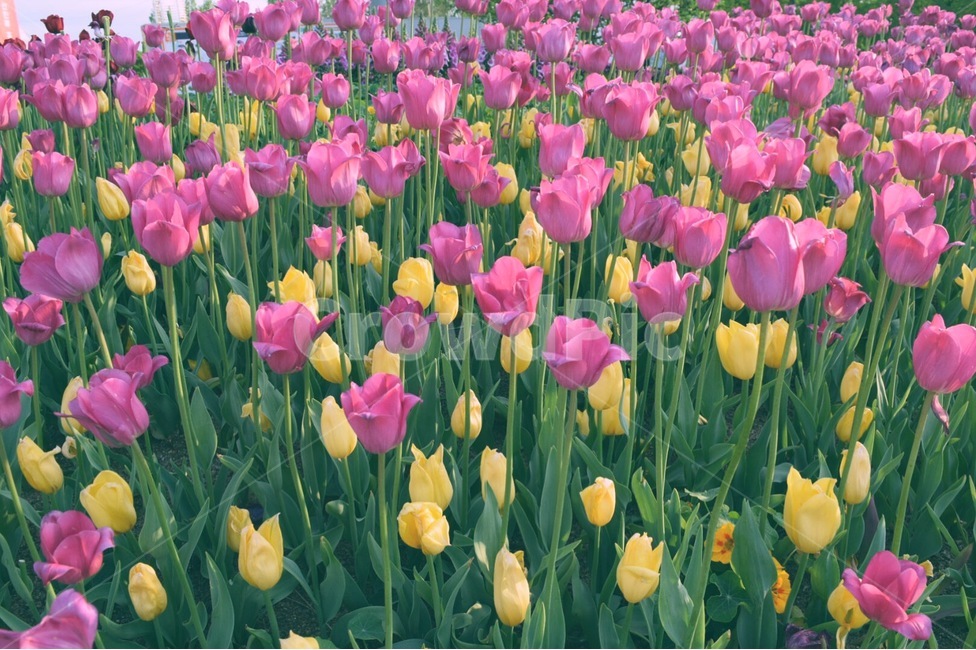 plant,식물,blossom,꽃,flower