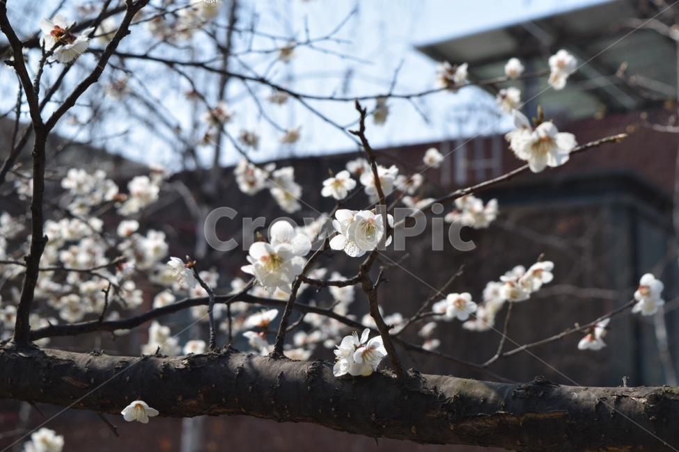 plant,식물,꽃,자연,나무,tree