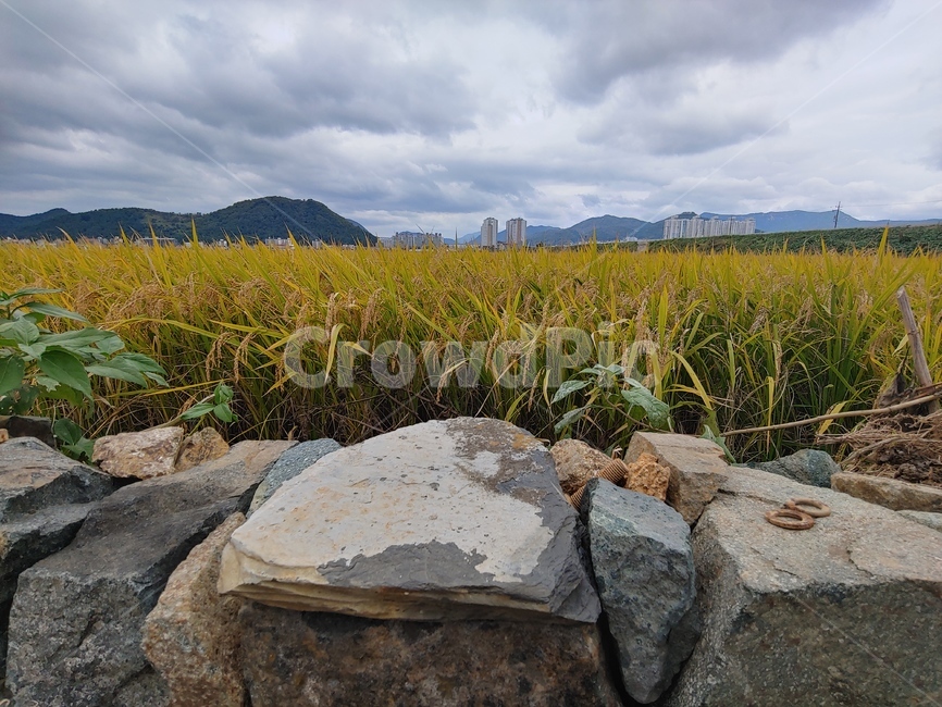 돌담,농촌,들판,가을,구름,구름낀날,흐림,날씨,자연,weather,풍경,농업,농사,agriculture,farming,farming industry