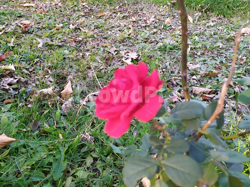 flower,꽃,rose,장미,blossom,식물,자연,plants,nature,꽃,flower