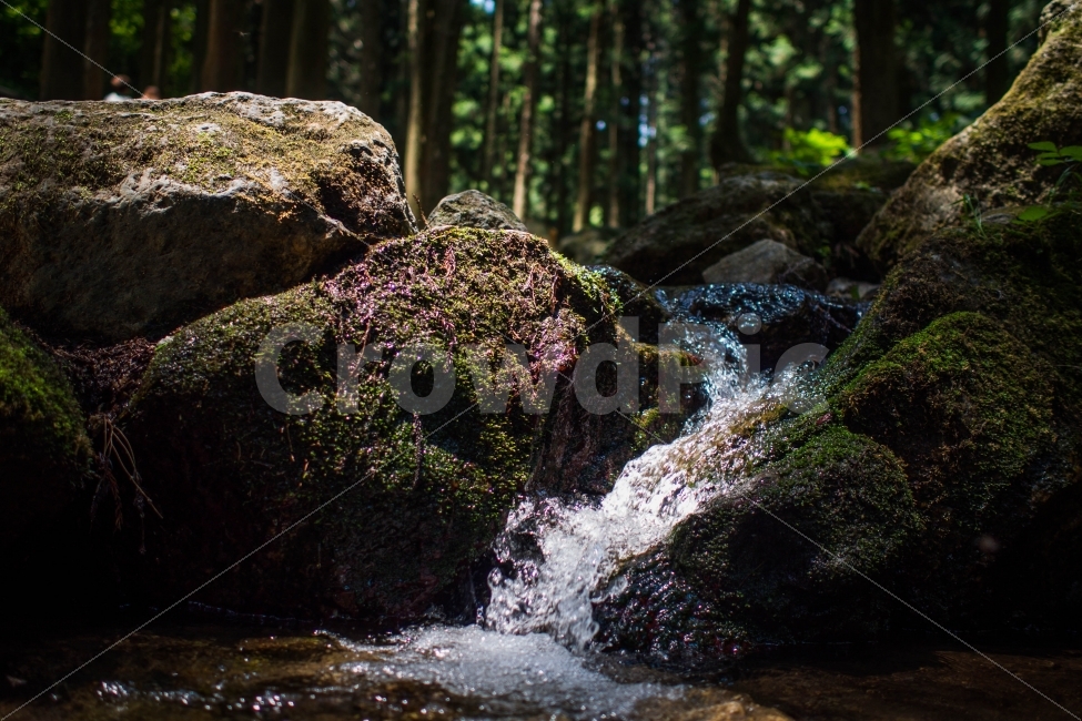 보성,녹차밭,물,자연,조화,아름다움,자연,풍경,nature,landscape,휴식,힐링,rest,relaxation,healing,plant,식물,algae,조류