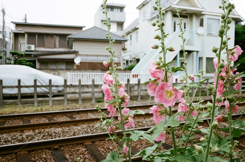 분홍,꽃,철길,푸근함,따뜻함,식물,자연,plants,nature,꽃,flower,교통,교통수단,traffic,transportation,해외,외국,세계,foreign,oversea,world,세계도시풍경,해외도시풍경,외국도시풍경,world cityscape,감성,sensible,feeling,plant
