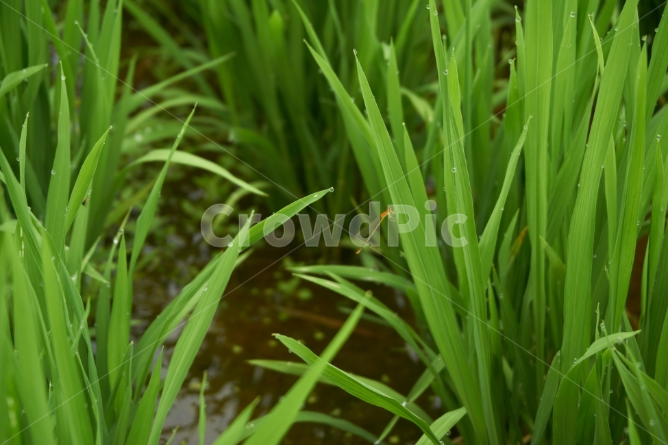 실잠자리,논,곤충,이슬,여름,잠자리,벌래,날개,dragonfly,insect,bug,새벽,물,비,젖은,dew,맻히다,물방울,자연,푸른,풀,깨끗한,상쾌한,봄,숲,땅,식물,자연,plants,nature,동물,animal,곤충,벌레,insect,bug