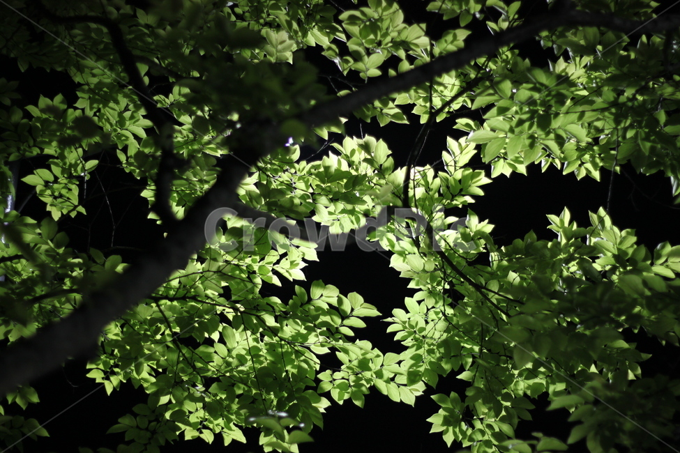 가로수,가로등,roadsidetree,밤,나뭇잎,night,leaves,나무,봄,녹색잎,나뭇가지,밤풍경,야간촬영,무성한잎,그린톤,야경,나무그림자,빛과어둠,여름풍경,시원한느낌,청량감,자연조명,도시숲,정원,싱그러움,수목,가지,나무줄기,공원,잎사귀,생기,밤하늘,은은한조명,생태사진,숲속분위기,몽환적인분위기,상쾌한느낌,나무아래,휴식공간,풍경사진
