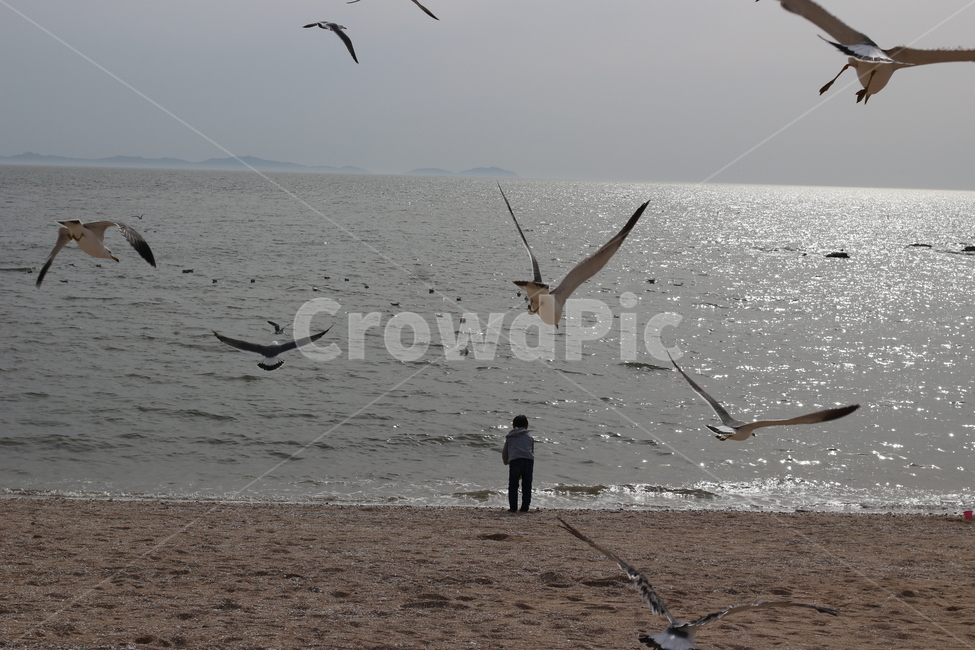 바다,갈매기,바다에서있는아이,갈매기떼,서해바다,동물,animal,조류,새,birds