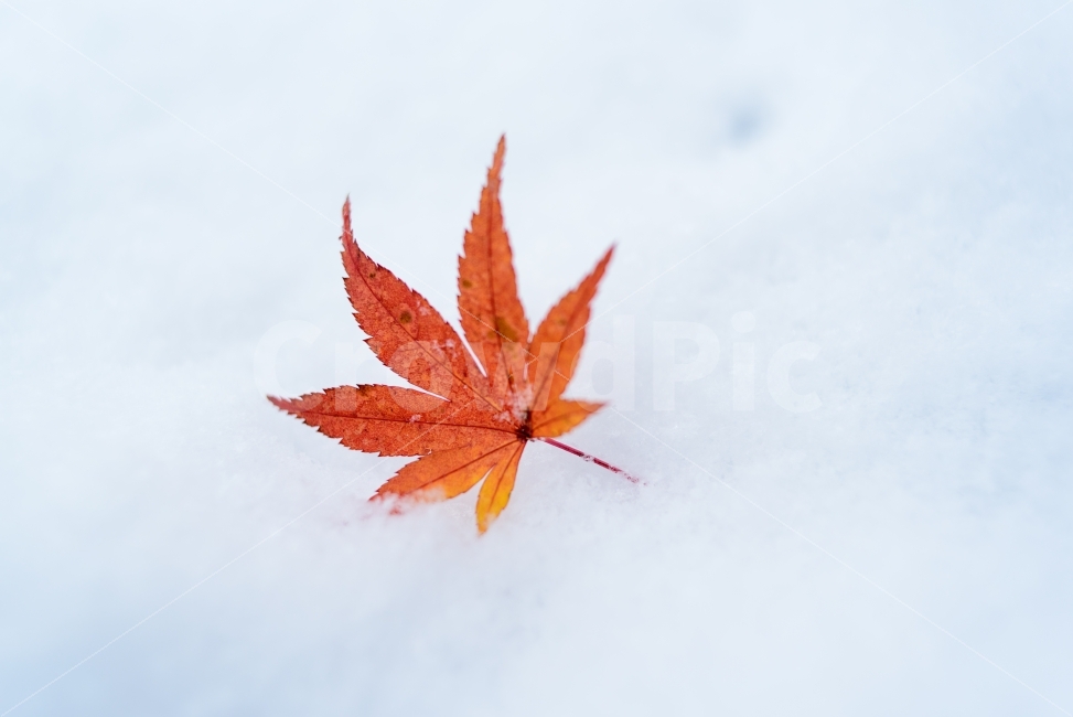 겨울,눈,단풍,이른,파묻힌,가을,공존,하얀,첫눈,계절,변화,겨울,계절,winter,season,감성,sensible,feeling