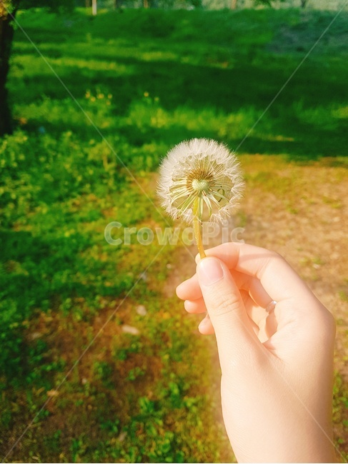 민들레,민들레꽃,민들레홀씨,홀씨,하트모양홀씨