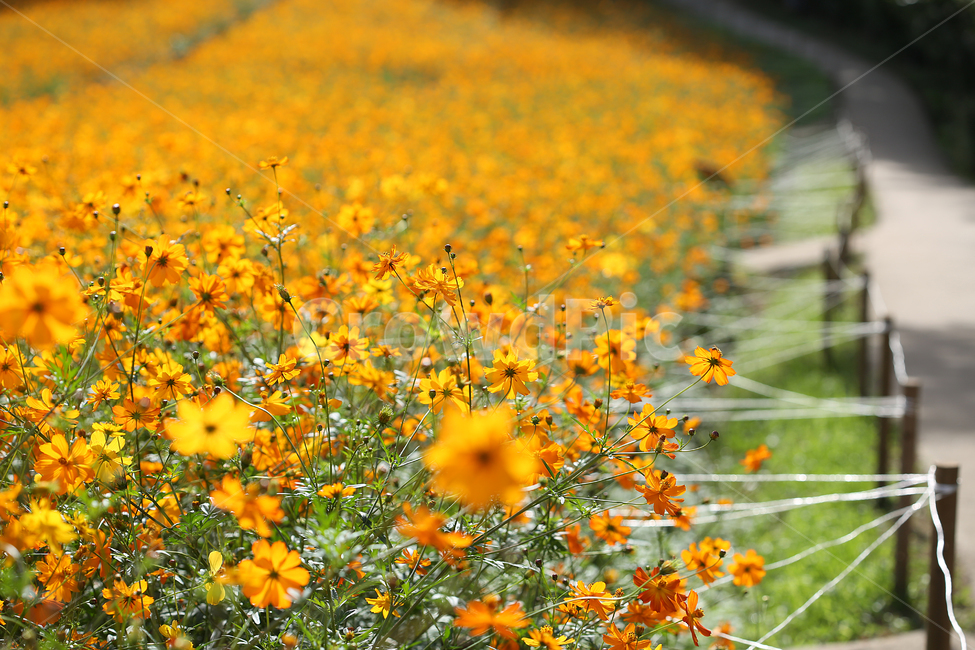 들꽃마루,올림픽공원,코스모스,노랑,노랑코스모스,cosmos,yellow,yellowcosmos,park,가을,계절,fall,autumn,season,식물,자연,plants,nature,꽃,flower,outdoors,옥외,grassland,목초지,field,들