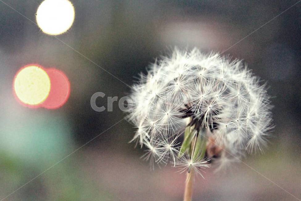 plant,식물,flower,꽃,blossom,식물,자연,plants,nature