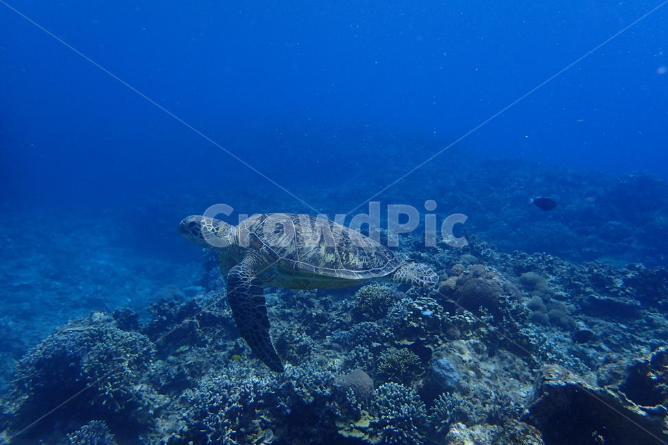 turtle,거북이,바다속,스쿠버다이빙,해양생물,동물,animal,파충류,양서류,reptile,amphibian