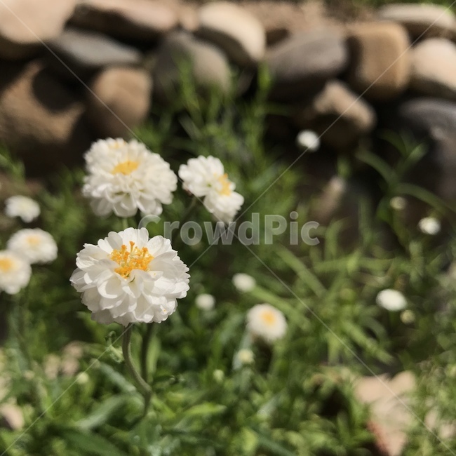 꽃,들꽃,하얀꽃,봄,화사함