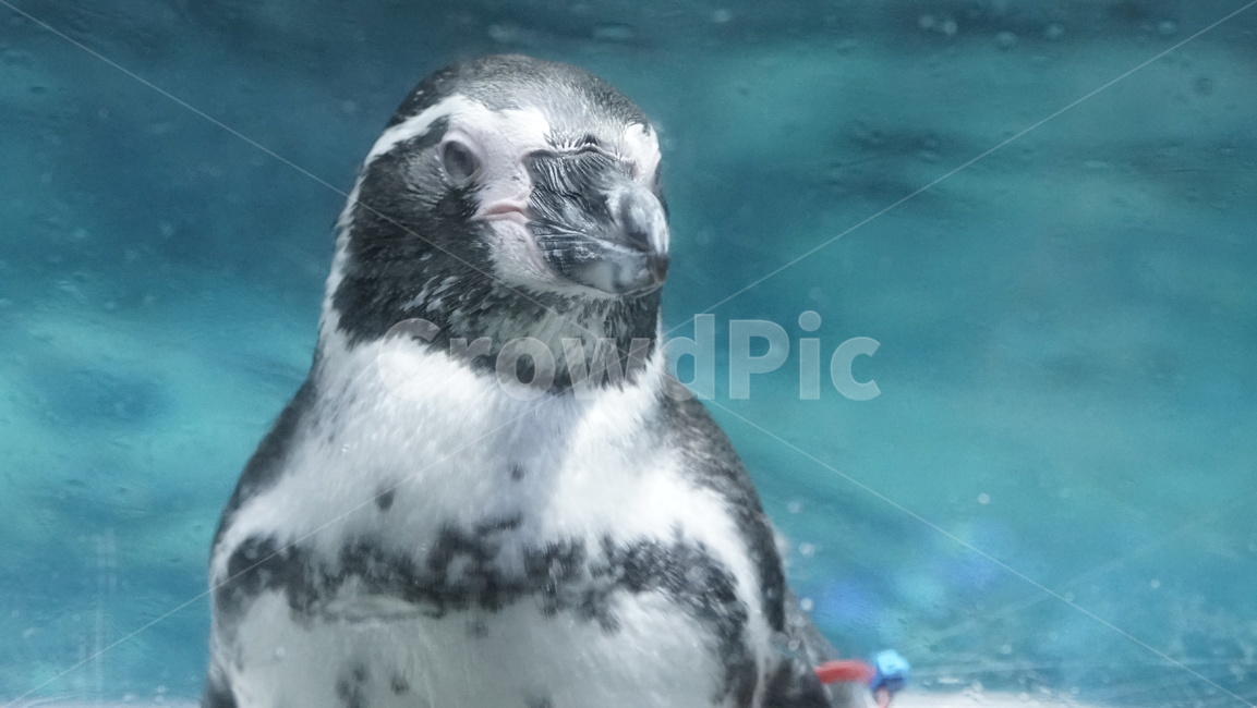 펭귄,아프리카펭귄,조류,바닷가,동물계,아쿠아리움,동물,animal,조류,새,birds