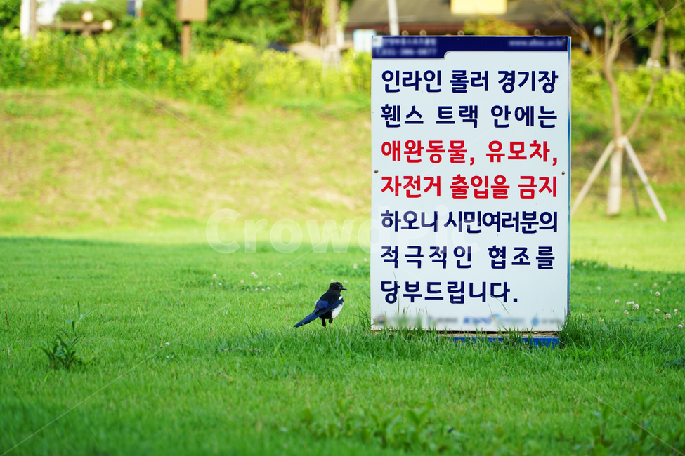 까치,새,비산동,비산체육공원,체육공원,공원,경기장,잔디,풀,경고문,안내문