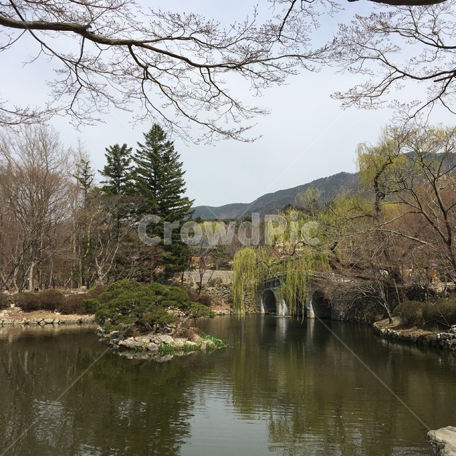 연못,경주,불국사,반야연지,호수,나무,식물,자연,정원,공원,사찰,풍경,다리,돌다리,여행지,쉼터,산책,lake,gyeongju,trees,nature,landscape,plants,rest,korea,koreatraditional