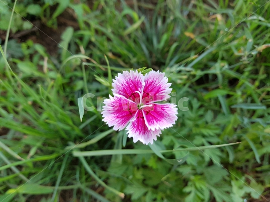 패랭이꽃,꽃,잔디,들꽃,가을,chinapink,flower,WildFlower,autumn,fall,grass,식물,자연,plants,nature,꽃,flower