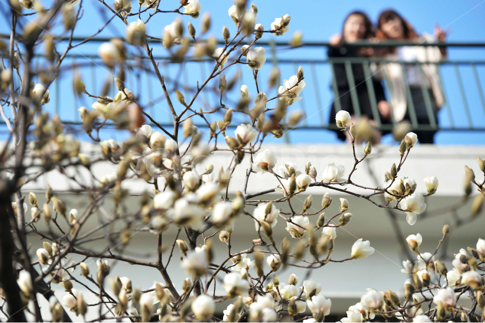 봄,목련,꽃,flower,magnolia,spring,봄,계절,spring,season,식물,자연,plants,nature,꽃,flower
