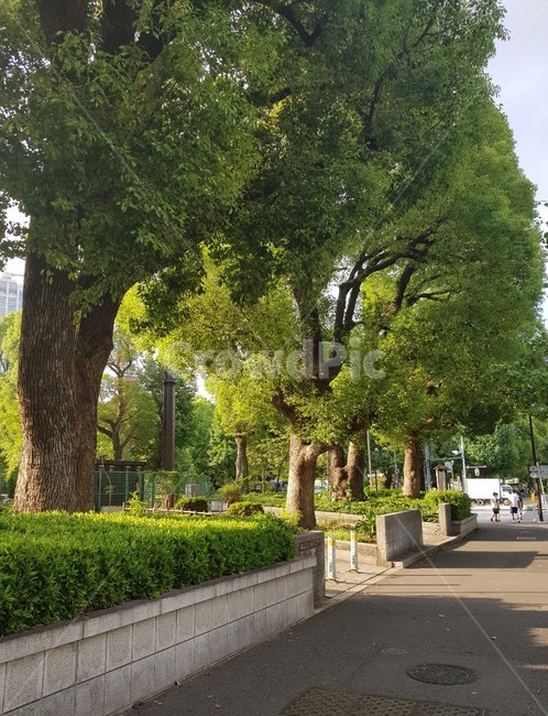 tree,나무,plant,식물,treetrunk,나무줄기,human,인간,휴식,도심,city,tokyo,japan,도쿄,일본,도시,거리,street,가로수,식물,자연,plants,nature,나무,trees,wood