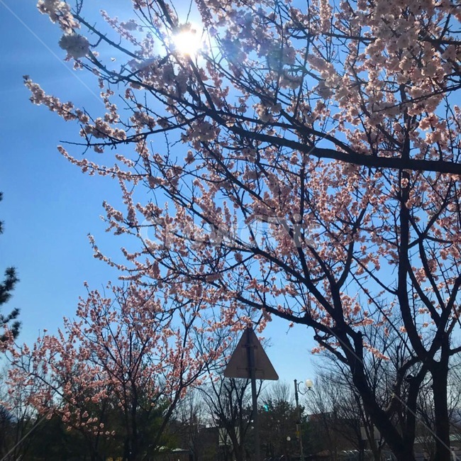 봄,햇빛,꽃,벚꽃,분홍,하늘