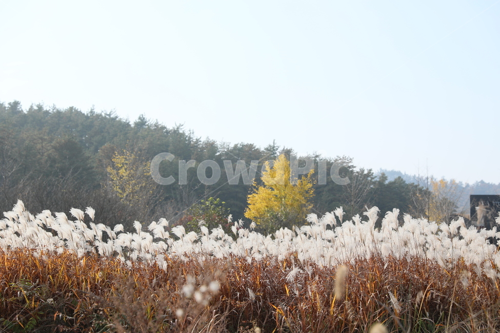 가을,억새,풍경,식물,자연,가을,계절,fall,autumn,season,자연,풍경,nature,landscape,plant,grass,잔디,lawn