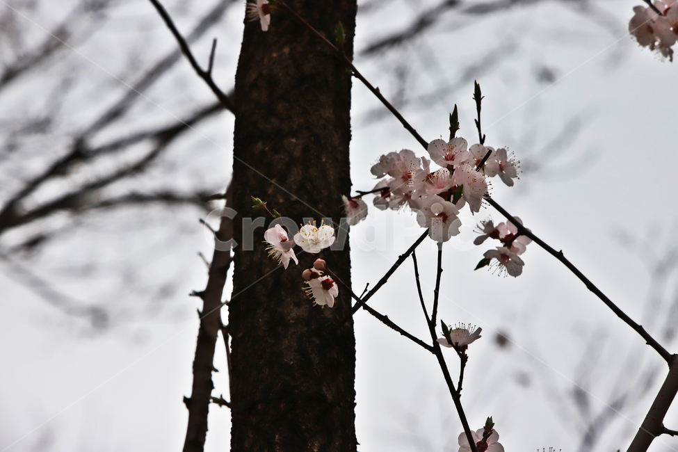 벗꽃,봄,식물,나무,식물사진,봄,계절,spring,season,식물,자연,plants,nature,꽃,flower,plant