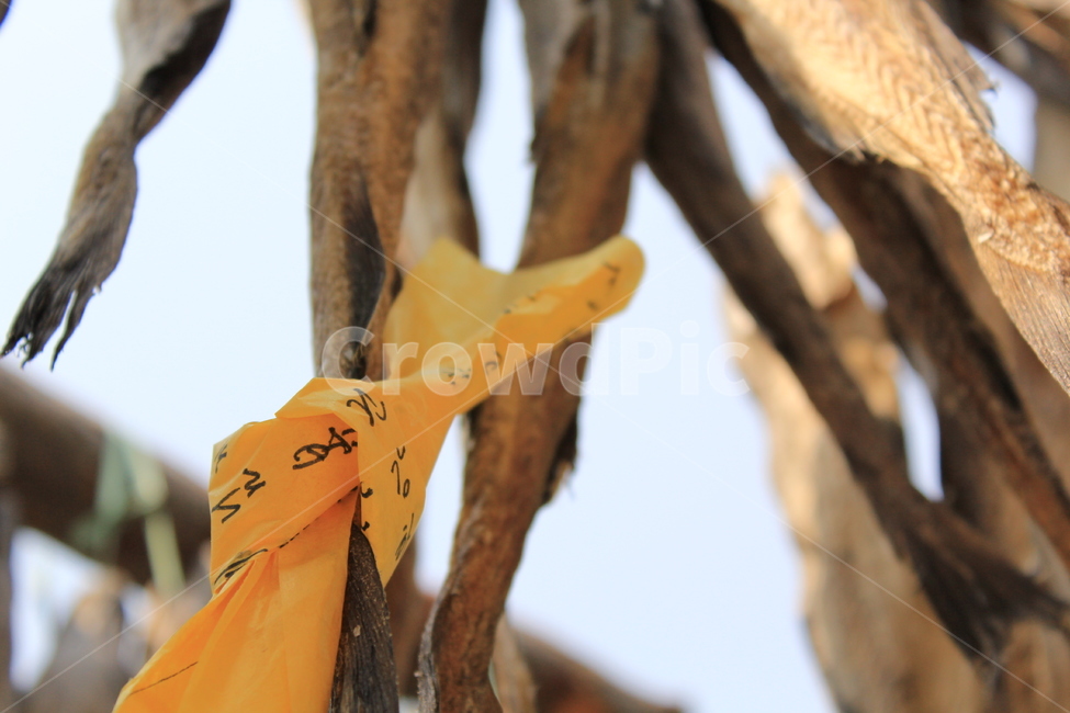 황태,시장,fish,dried,덕장,메세지,행운,luck,말림,겨울,winter,음식,식재료,요리,food,cook,meal,dishes,food reserves,수산물,해산물,fishery products,seafood