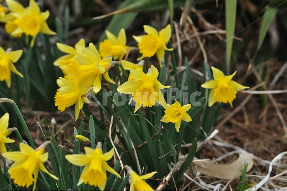 수선화,봄꽃,꽃,노란꽃,봄,봄,계절,spring,season,식물,자연,plants,nature,꽃,flower,plant,blossom,daffodil