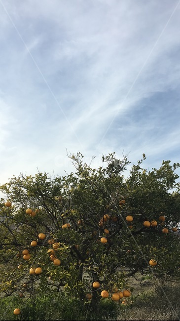 fruit,과일,plant,식물,food,음식,citrusfruit,감귤류과일,produce,생산액,열매,과실,果物,풍경,landscape,식물,자연,plants,nature