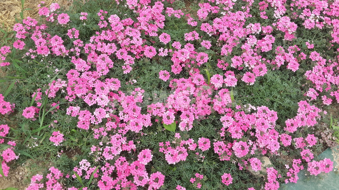 꽃밭,자연,환경,작은꽃,분홍색꽃,식물,자연,plants,nature,꽃,flower