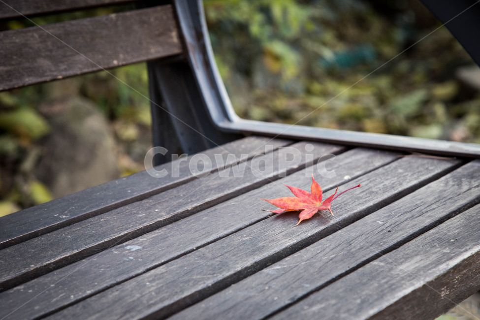 가을,단풍잎,의자,나무,빨강,벤치,고독,엔틱,외로움,가을,계절,fall,autumn,season,감성,sensible,feeling,leaf,잎,plant,식물