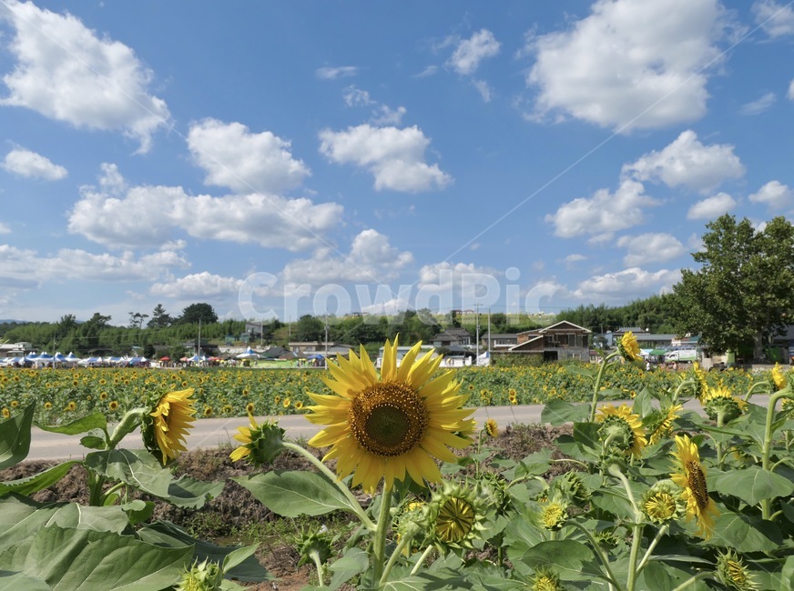 자연,하늘,해바라기,밭,농장,시골,들,옥외,목초지,농촌,grassland,outdoors,field,nature,countryside,farm,rural,meadow,sunflower,blossom,plant,식물,꽃,flower