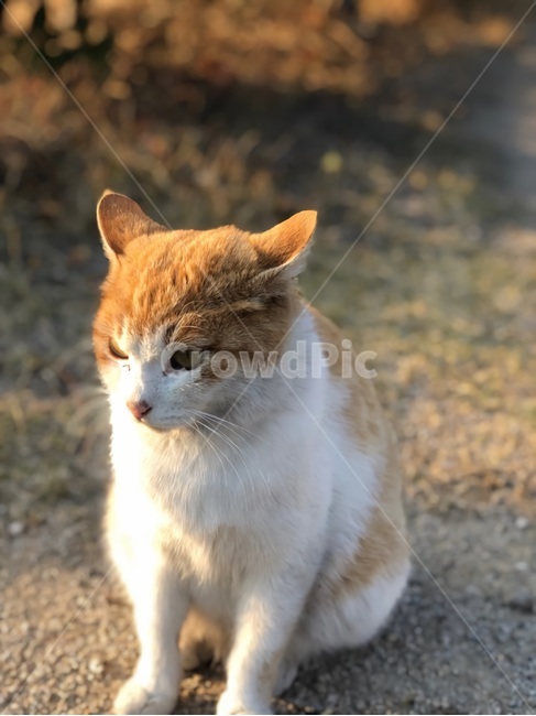 길고양이,고양이,동물,냐옹이,야옹,길거리,길바닥,햇빛,빛,귀여운,잎모습,시선,눈빛,손모으기,앉은자세,에쁜,아기고양이,따뜻한,흙,cat,animal,sitdown,cute,동물,animal,포유류,mammal,고양이,cat,kitten,kitty