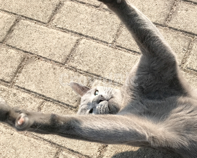 고양이,길냥,cat,러시안블루,길고양이,러블,동물,animal,포유류,mammal,고양이,cat,kitten,kitty