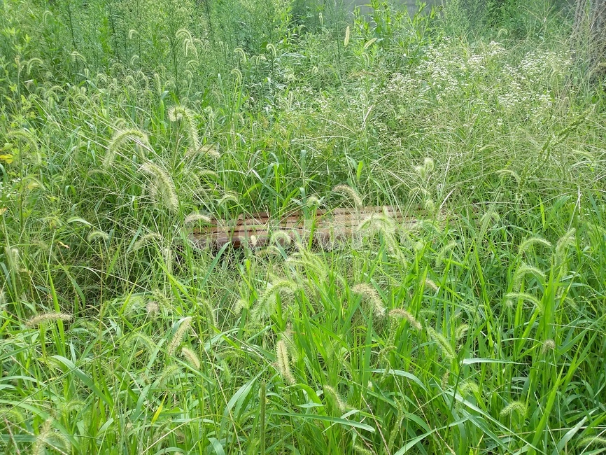 풀,의자,자연,식물,정원,식물,자연,plants,nature