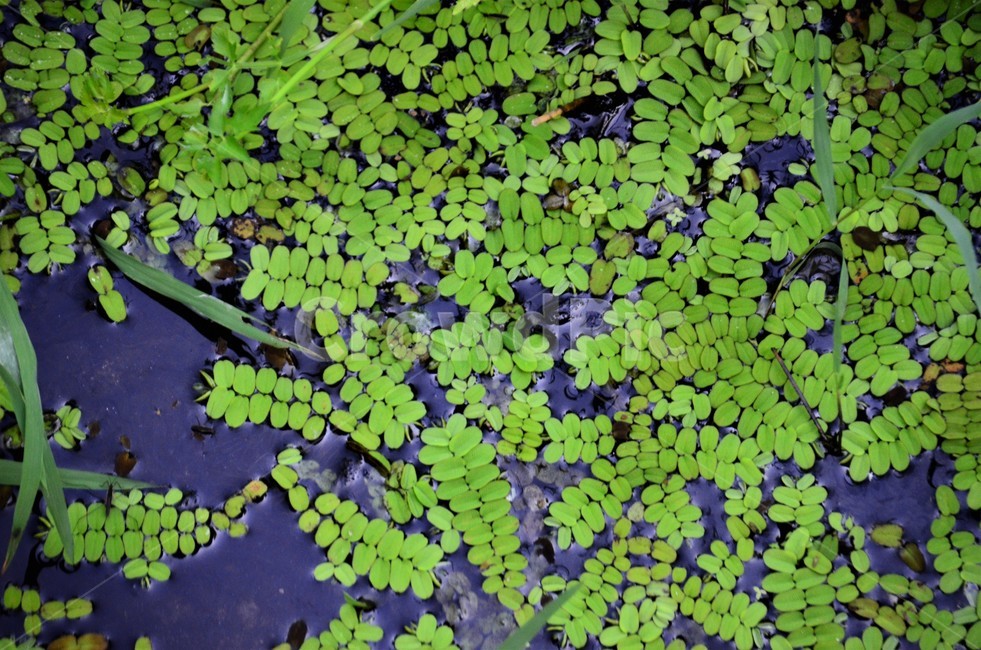 생이가래,양치식물,수초,수생식물,포자번식,정원식물,식물,자연,plants,nature