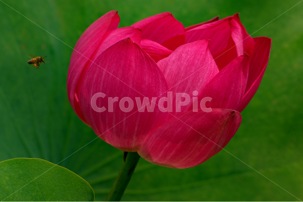수련,연화,연지,감성,꿀벌,초록,식물,자연,plants,nature,꽃,flower,동물,animal,곤충,벌레,insect,bug