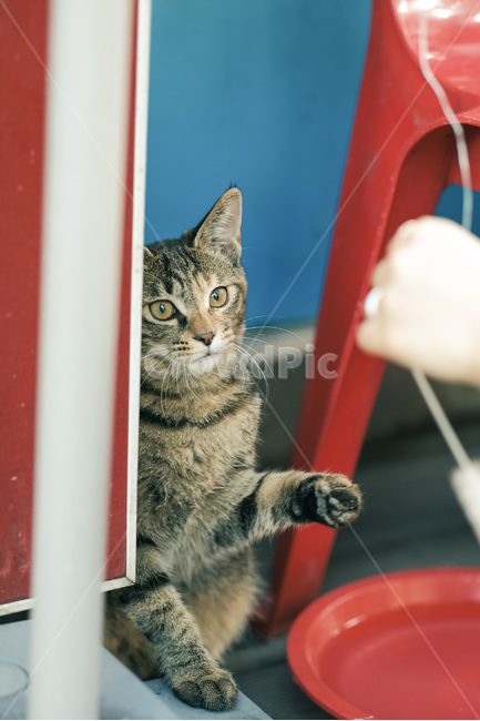 고양이,야옹이,길고양이,길냥이,캣맘,야옹,캣,동물,animal,포유류,mammal,고양이,cat,kitten,kitty
