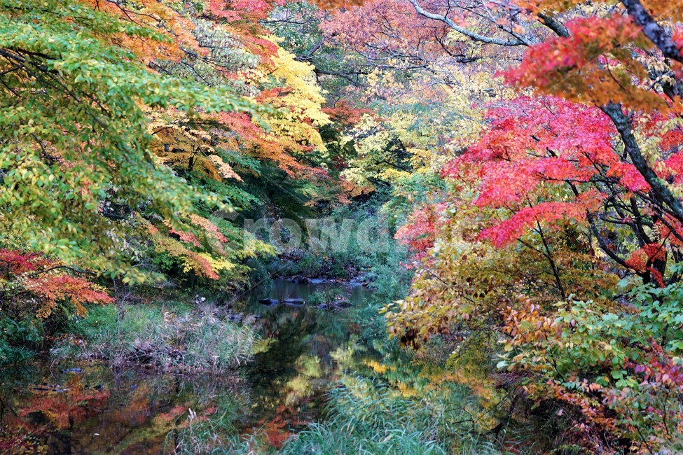 가을,단풍,낙엽,나무,자연,식물,풍경,자연풍경,감성,계곡물,그림자,노란색,초록색,빨간색,trees,nature,autumn,yellow,green,red,가을,계절,fall,autumn,season,자연,풍경,nature,landscape,tree,plant,maple